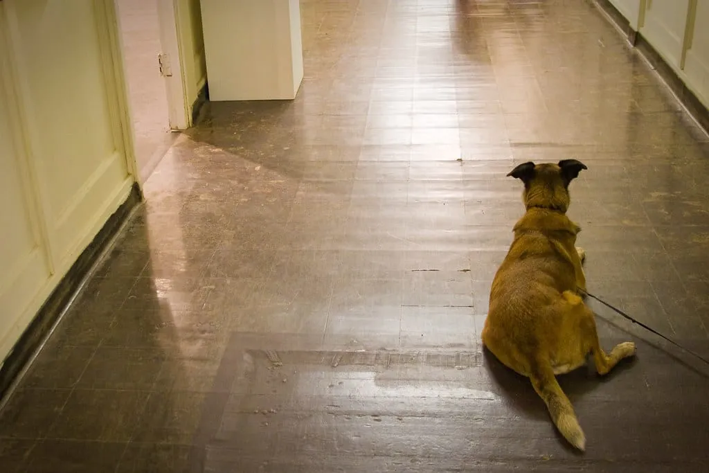 Pet-Friendly Flooring Options That Hold Up photo 1