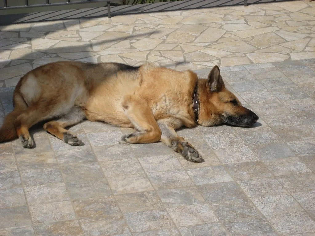 Pet-Friendly Flooring Options That Hold Up