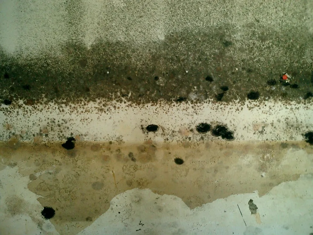 Preventing Mold and Moisture in a Finished Ontario Basement photo 1